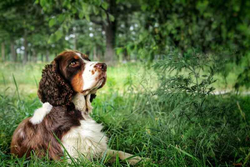 Сколько необходимо на содержание английского спрингер-спаниеля?