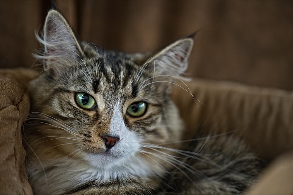 Норвежский лесной полосатый кот