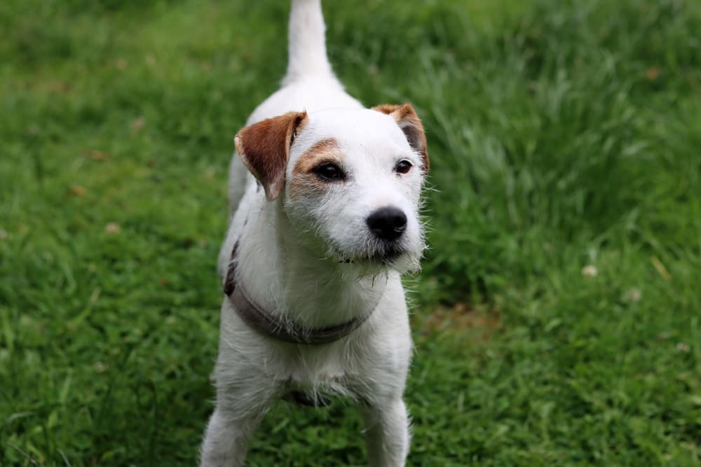 У джек-рассел-терьера может возникать генетическая болезнь