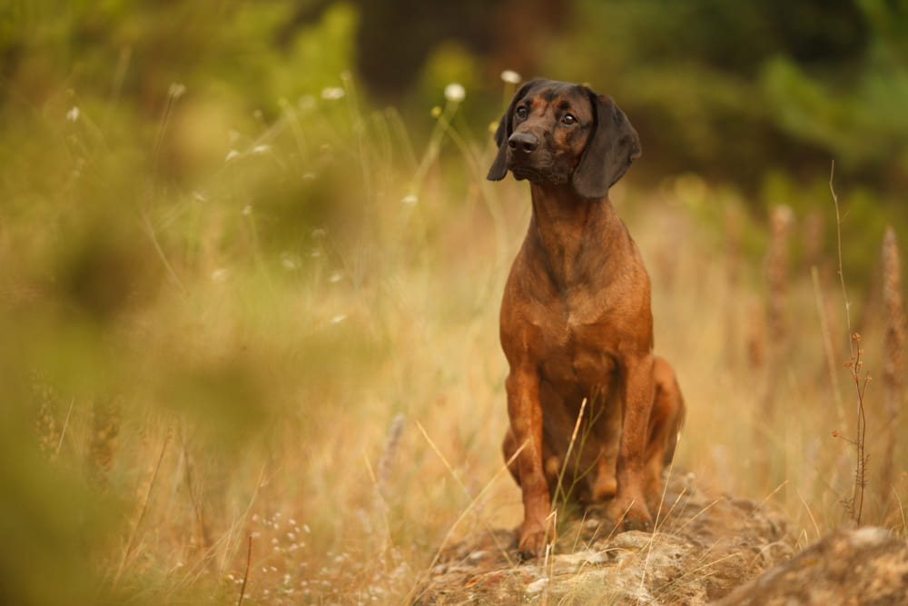 Приобретать щенка баварской гончей нужно у проверенного заводчика