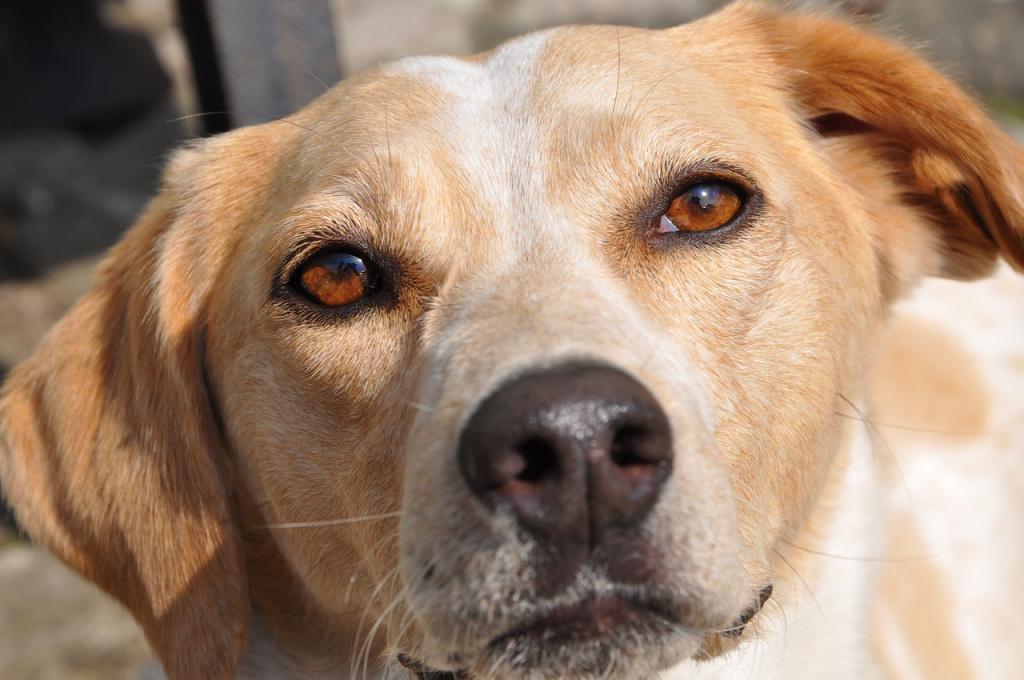 Как проявляется энцефалит у собак: симптоматика и стадии