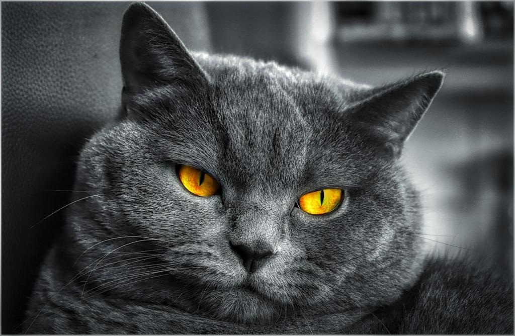 зрение у кошек какое оно. Смотреть фото зрение у кошек какое оно. Смотреть картинку зрение у кошек какое оно. Картинка про зрение у кошек какое оно. Фото зрение у кошек какое оно