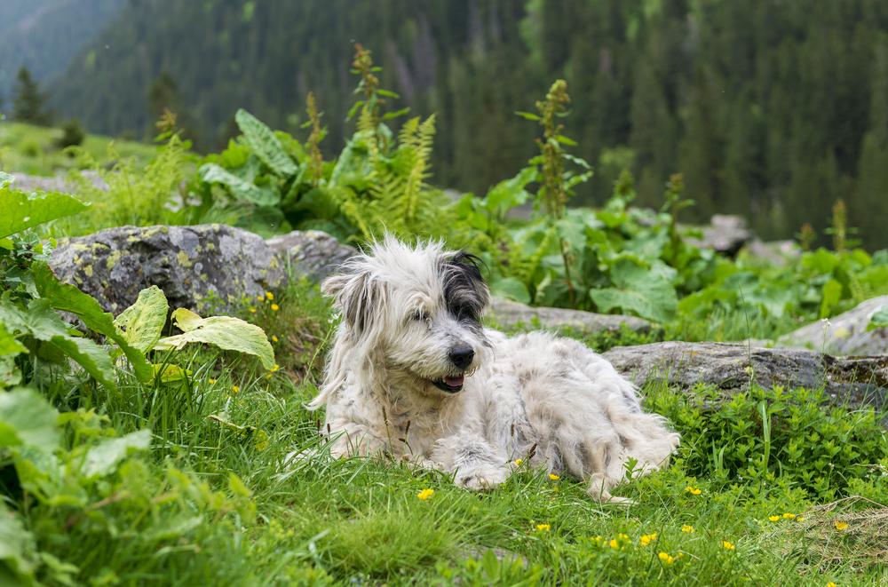 Содержание румынской миоритской овчарки
