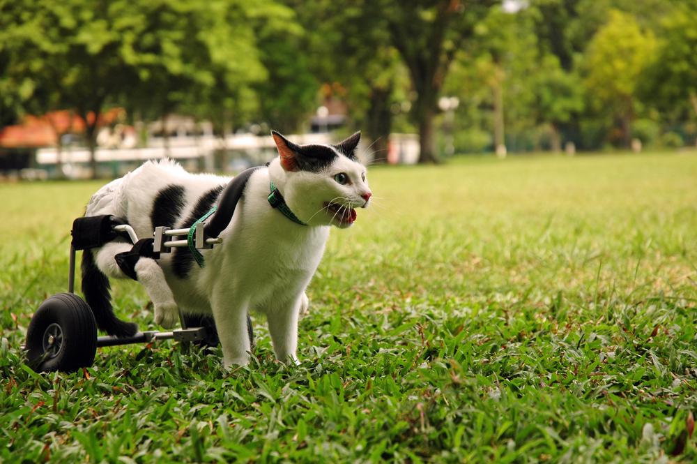 Инвалидность после паралича у кошек Инвалидность после паралича у кошек