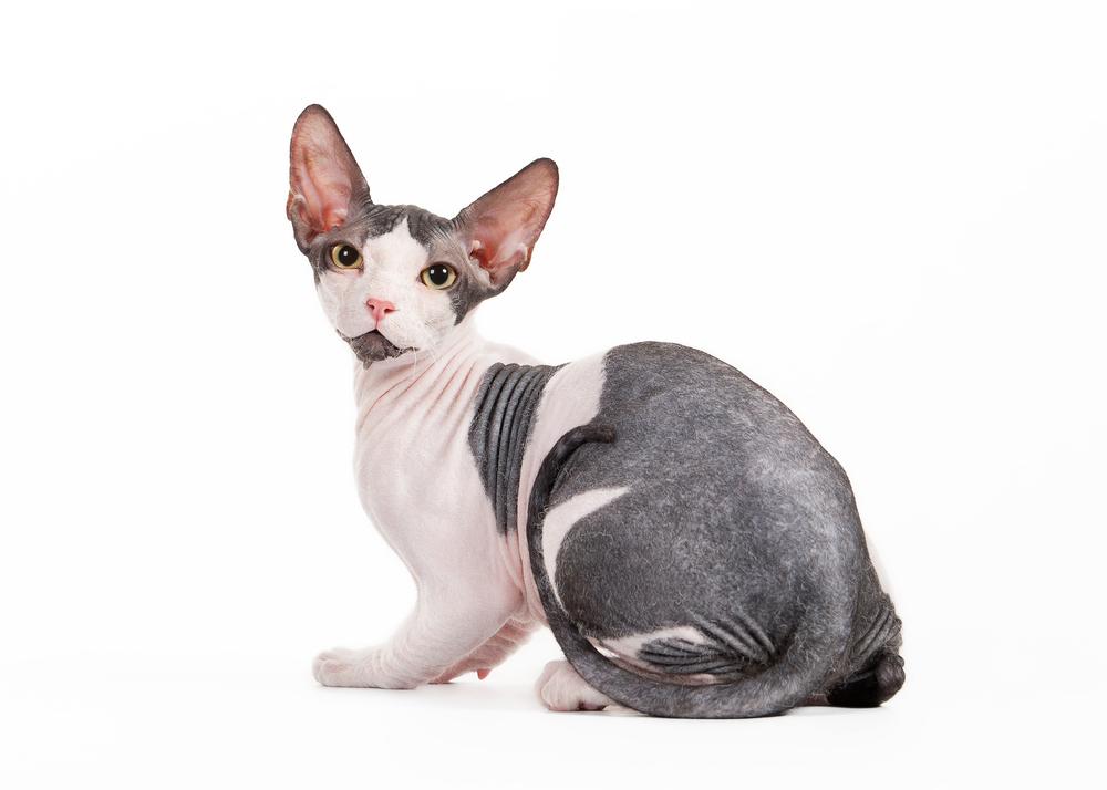 Окрасы сфинксов с белым цветом: арлекин Окрасы сфинксов с белым цветом: арлекин