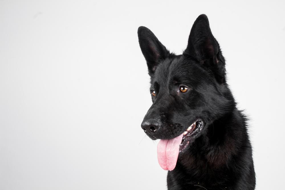 Черная немецкая овчарка на фотографии