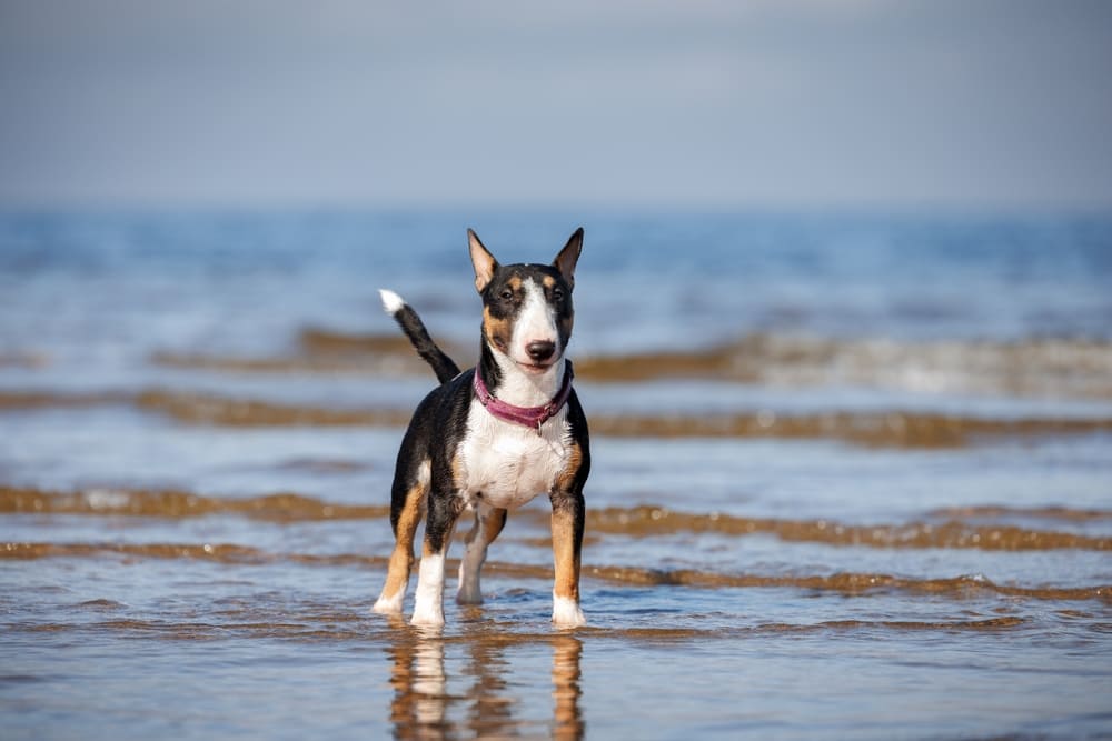 Питание влияет на то, сколько весит мини-бультерьер