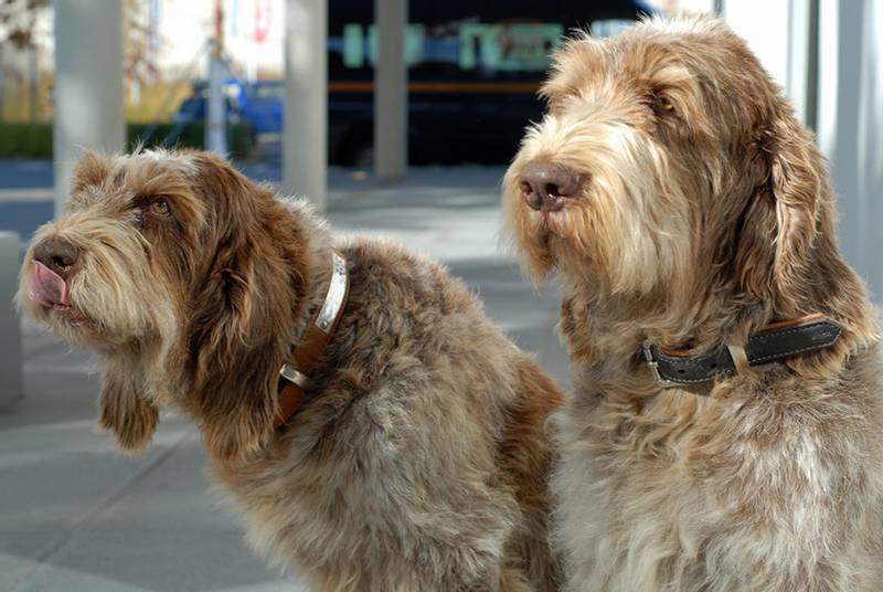 ТОП бородатых пород собак: итальянский спиноне