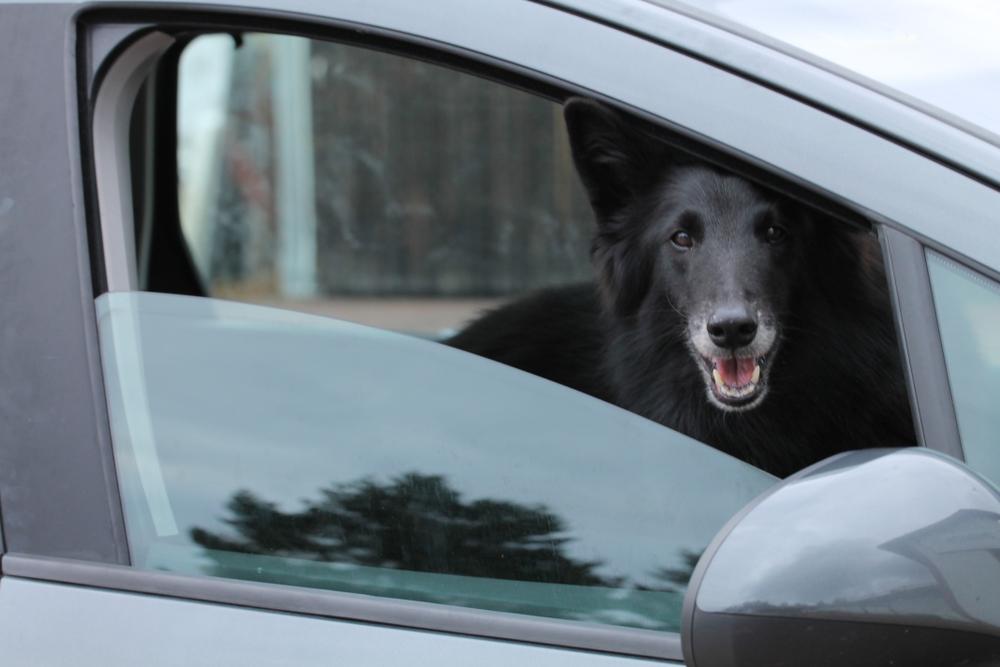 профилактика теплового удара у собак