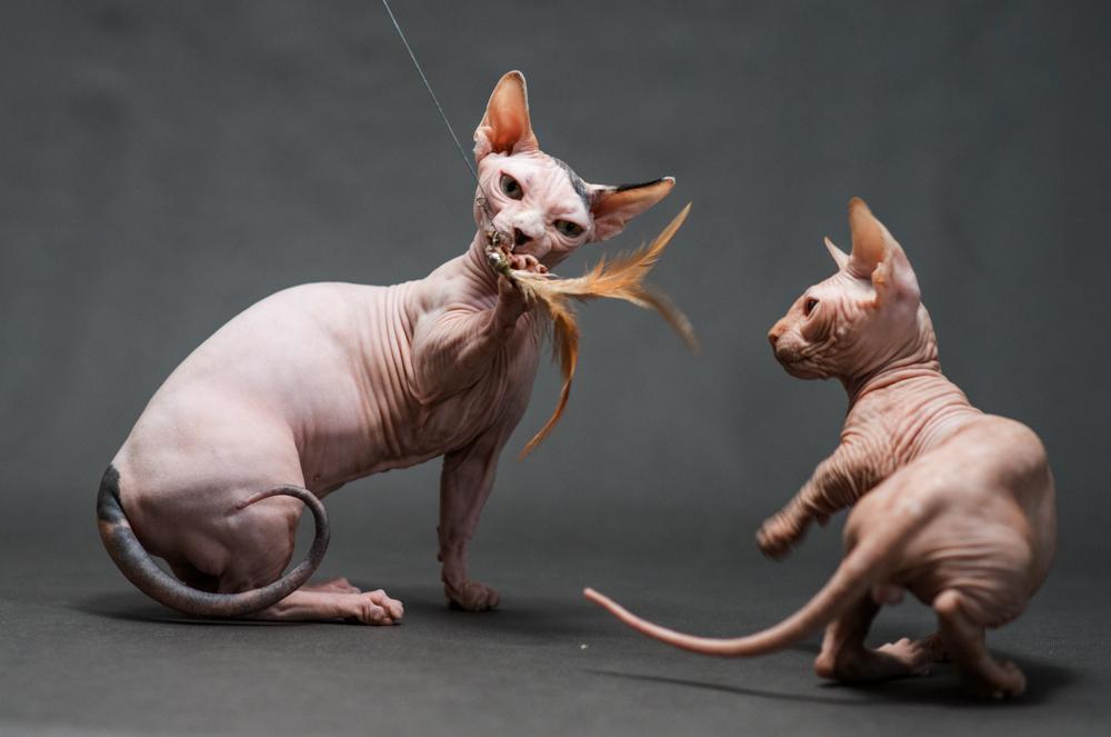 Воспитание бамбино