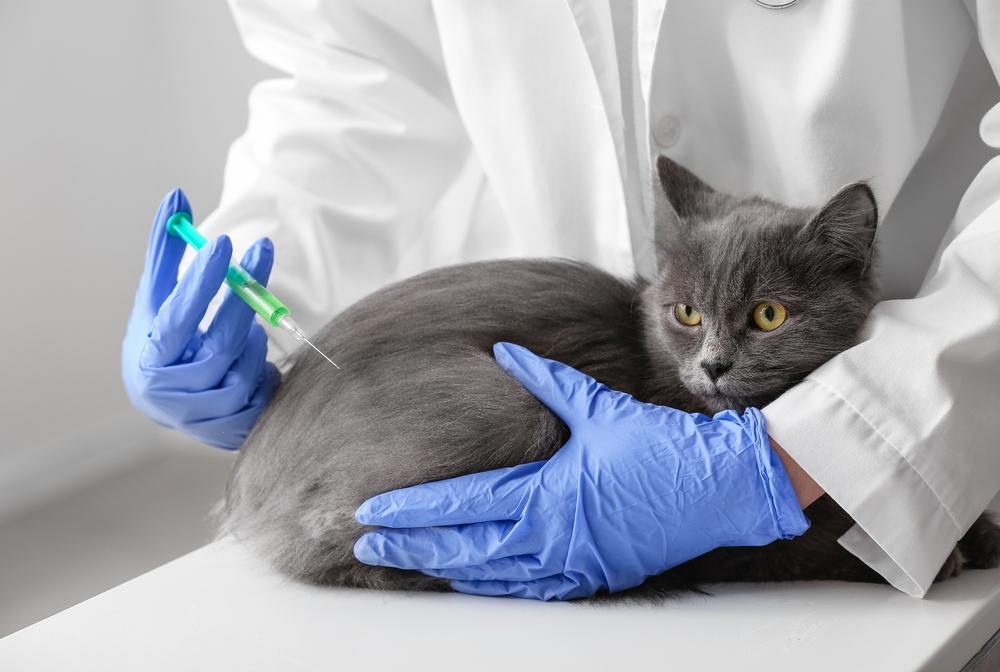 Важность вакцинации кошек от бешенства в России и в мире