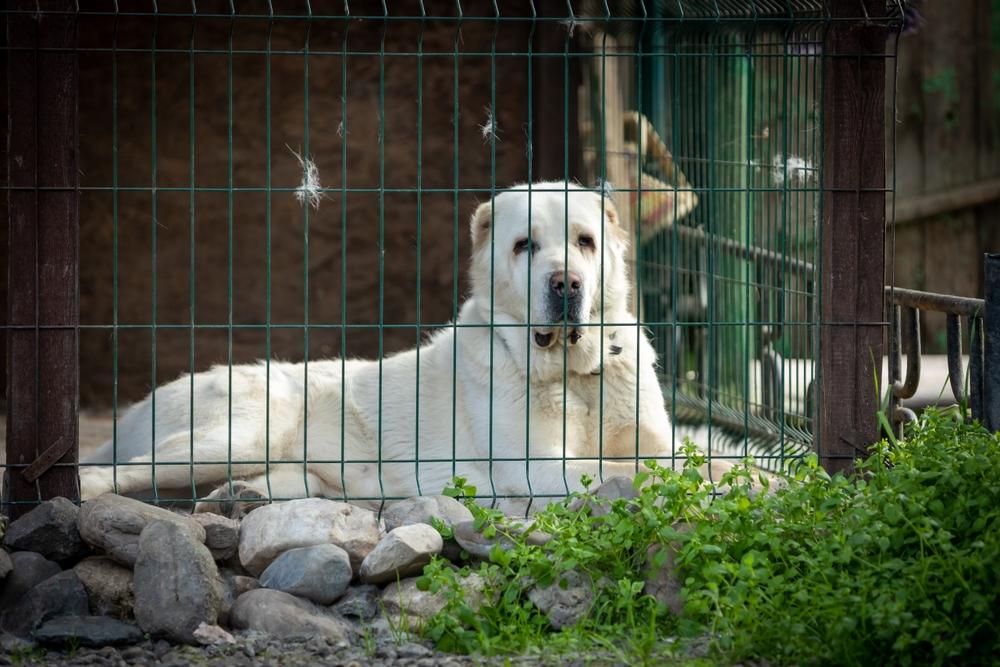 Где и когда проводить тренировки для алабая Где и когда проводить тренировки для алабая