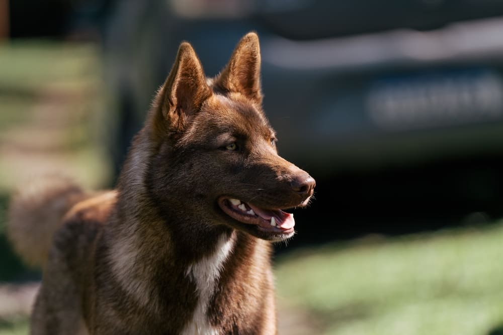 Сибирских хаски, не участвующих в разведении, кастрируют