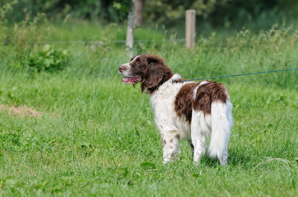 Большой мюнстерлендер нуждается в гигиене