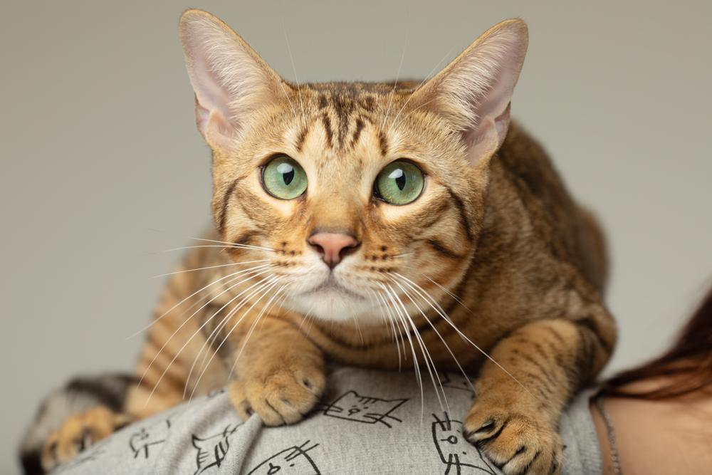 Возможные заболевания серенгети