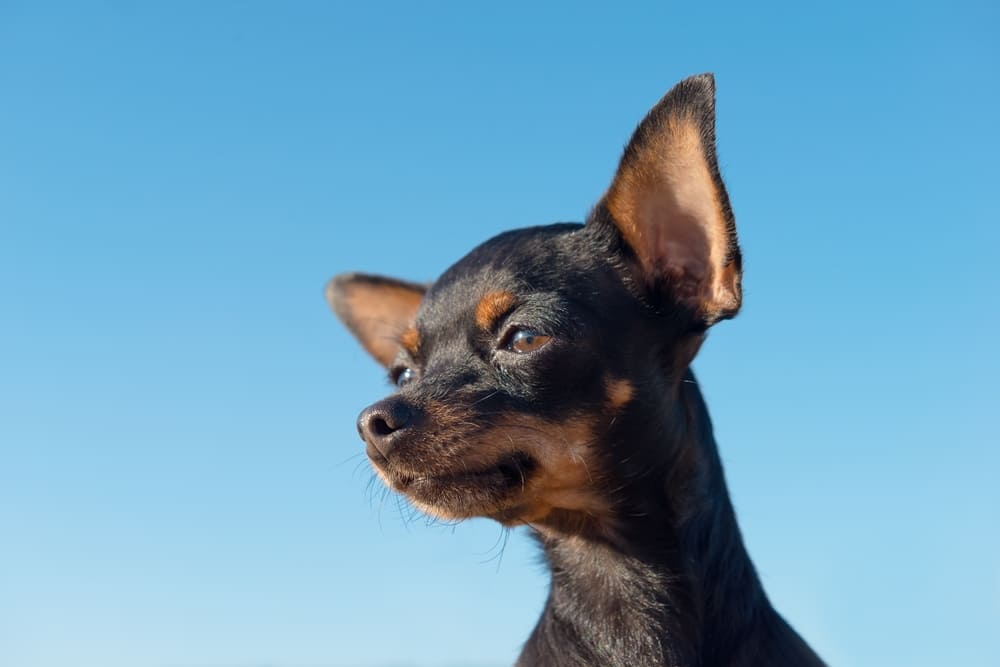 Течки у той-терьеров проходят циклично