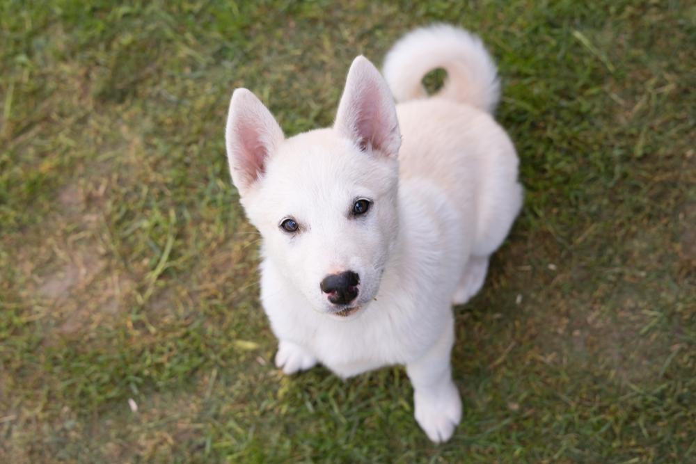 Щенок белого хаски на фото