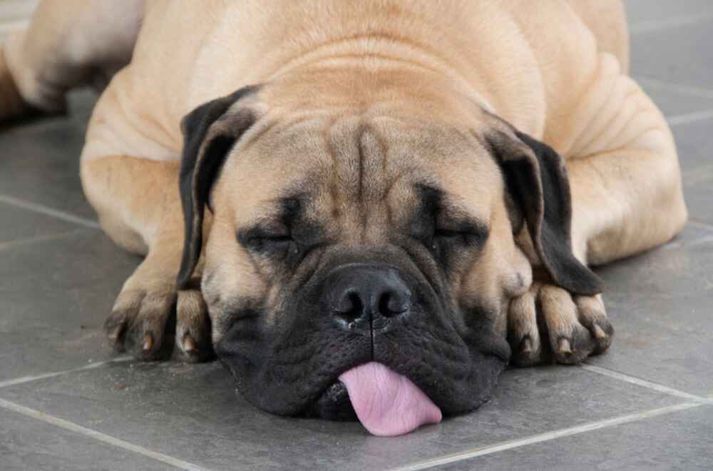 Бульмастиф без залома на хвосте