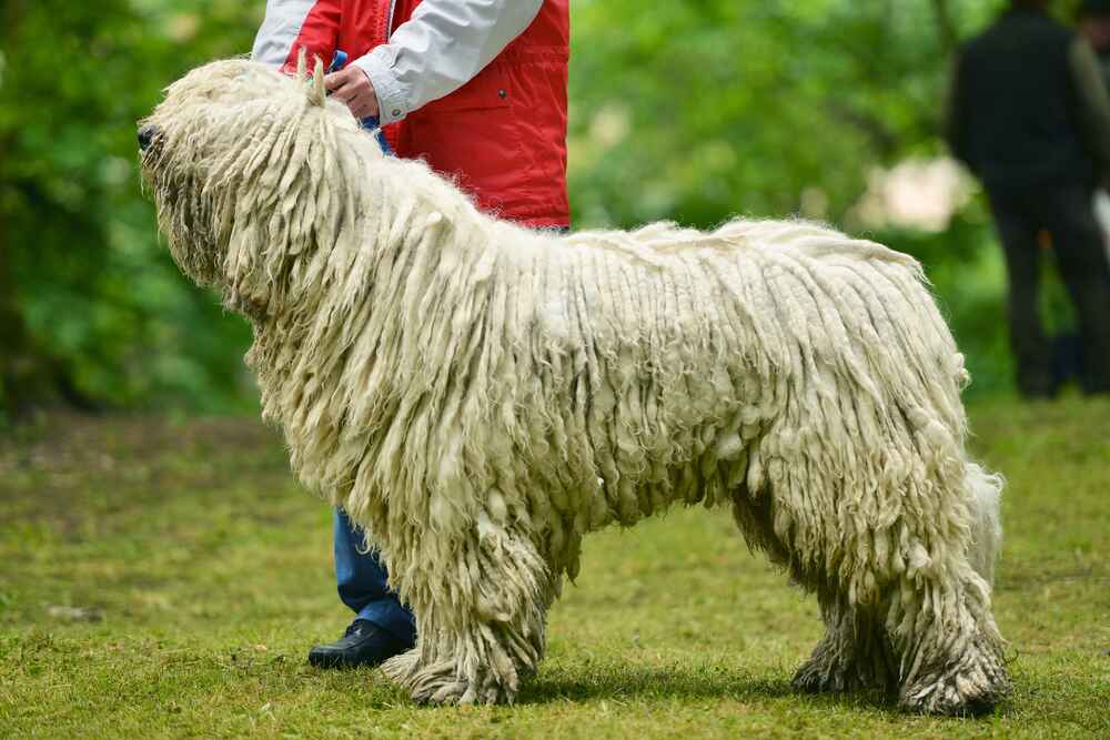 Венгерскую овчарку лучше приобретать в питомнике