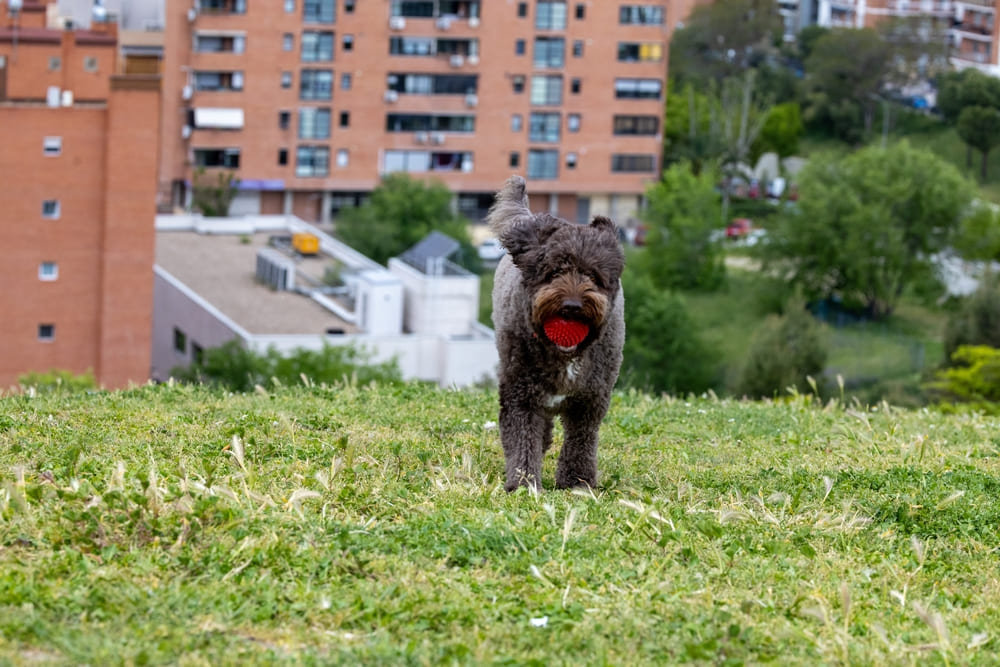 Испанская водяная собака нуждается в адаптации к разным ситуациям