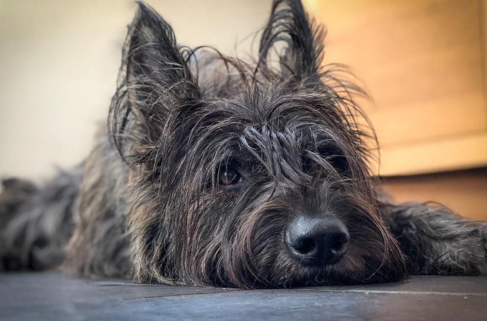 Здоровье пикардийской овчарки