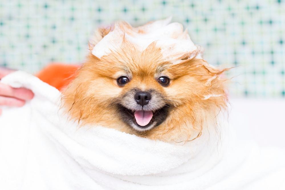 Как часто можно мыть померанского шпица Как часто можно мыть померанского шпица