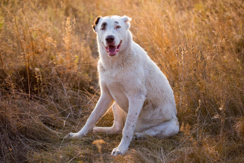 Как ведут себя на жаре алабаи и кангалы?