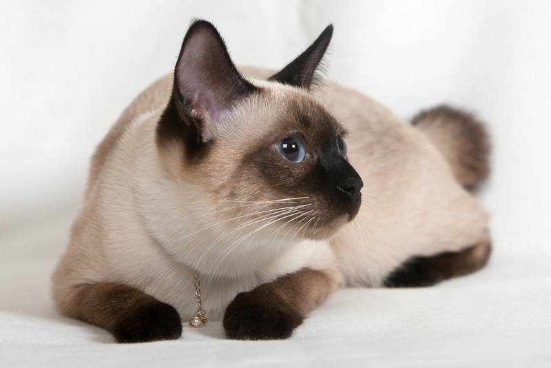 азиатские породы кошек: меконгский бобтейл