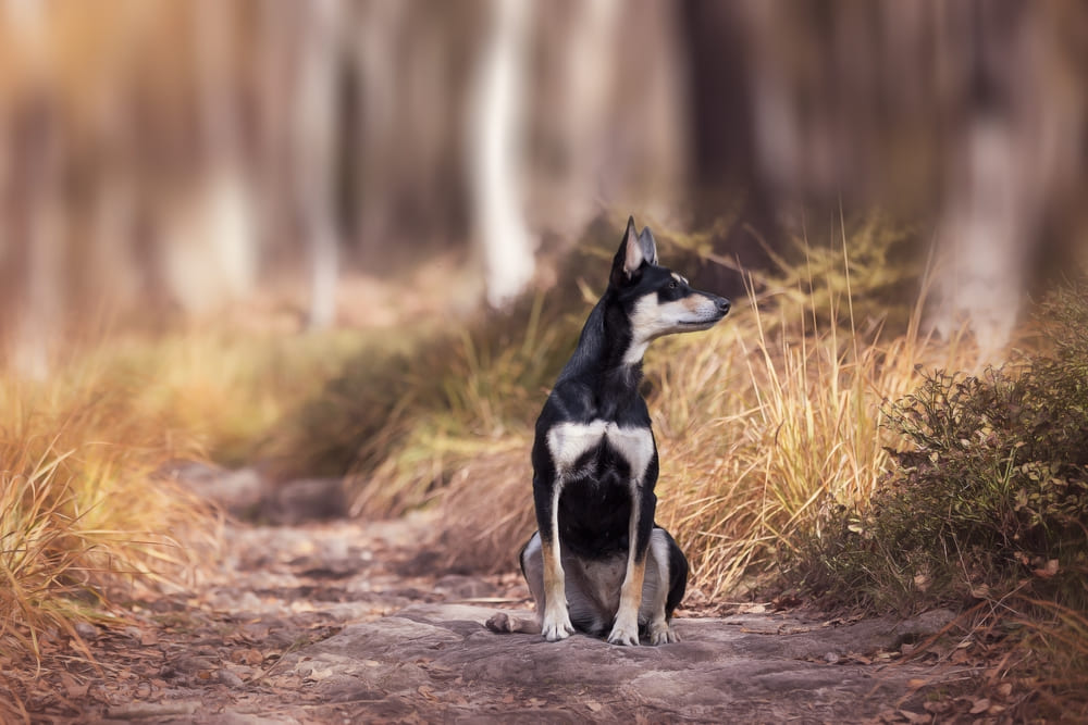Зубы келпи нужно чистить