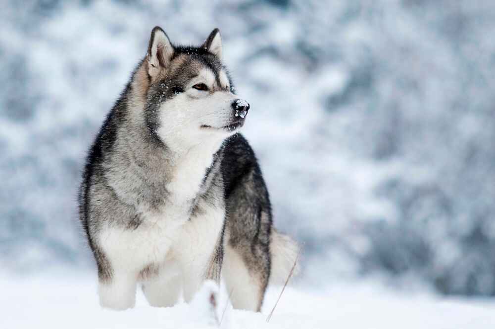 Лишний вес влияет на то, сколько живут аляскинские маламуты