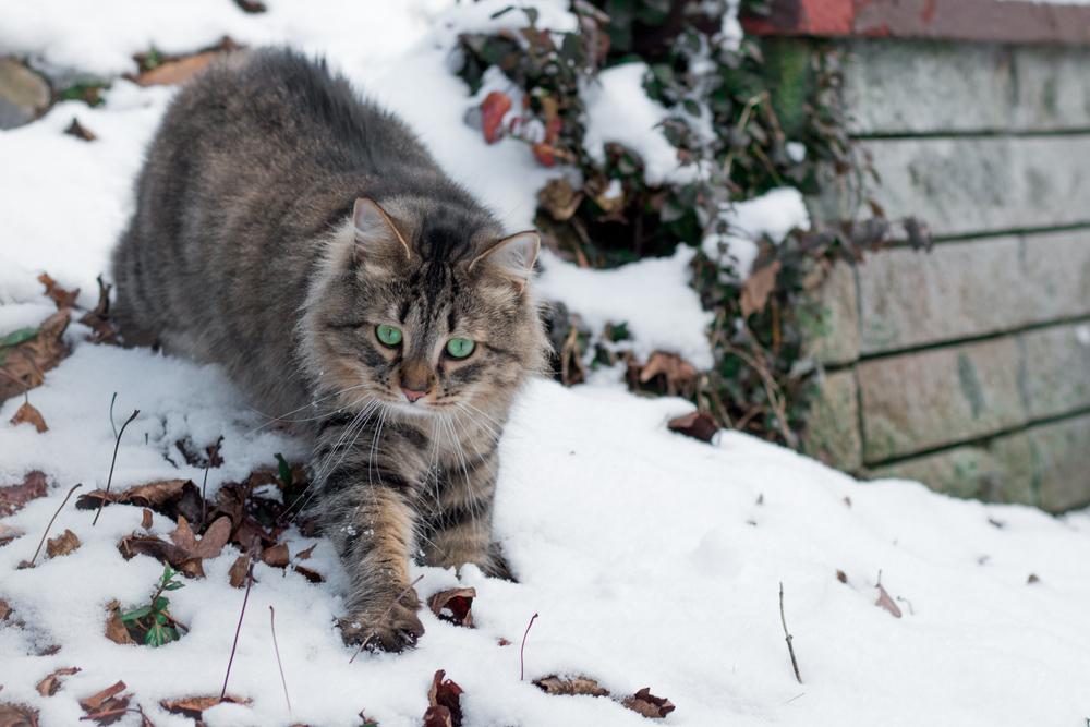 характер пиксибоба