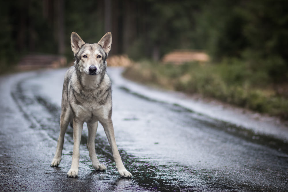 Так выглядит волчья собака Сарлоса