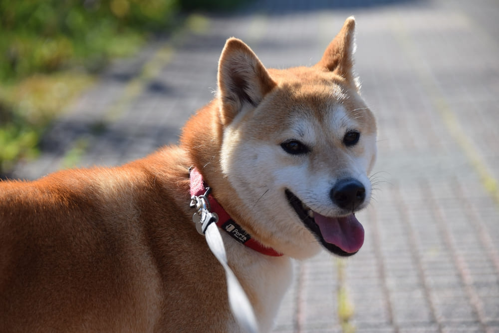 Важно контролировать, сколько весит сиба-ину