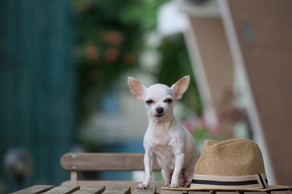 Каково здоровье белых чихуахуа?