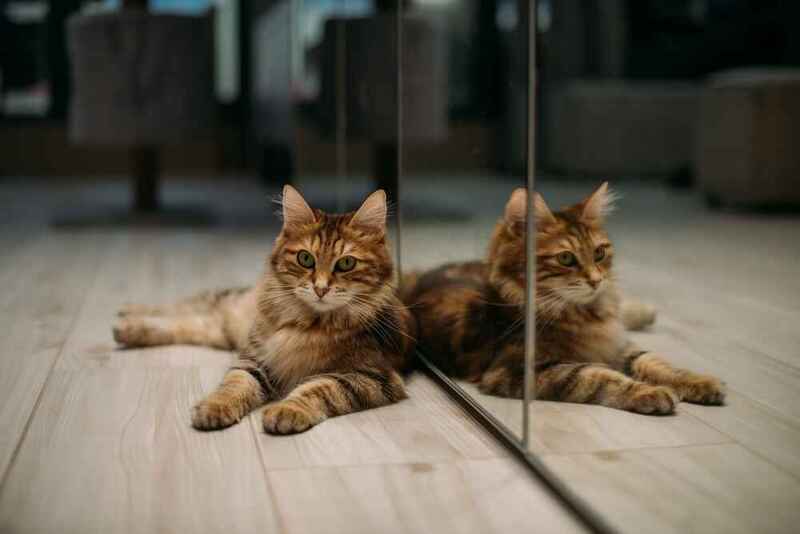 Вес курильского бобтейла может падать