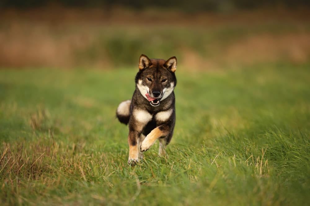 Какой характер у сикоку?