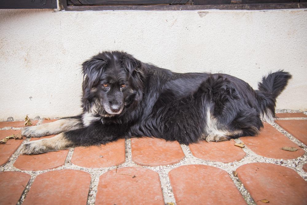 Возможные заболевания богемской овчарки