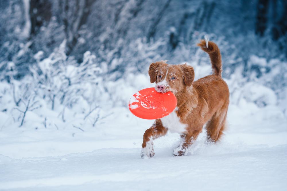 Выгул и активность толлера