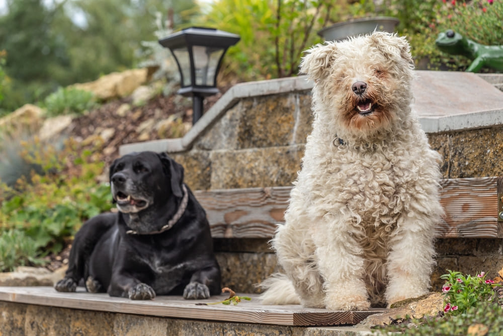 Пуми нуждаются в обработках от паразитов