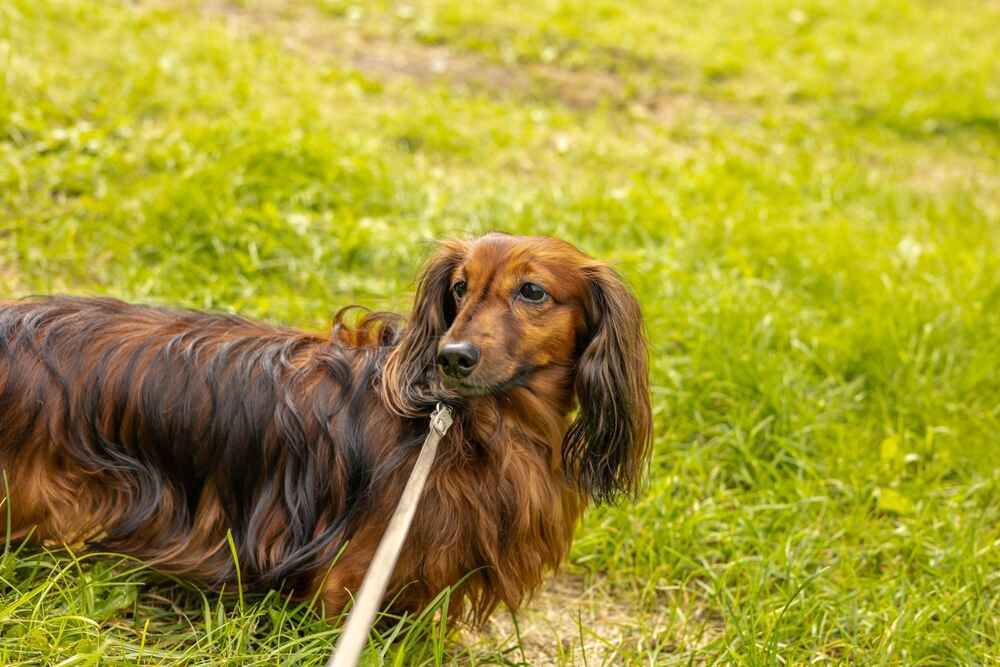 Хозяину важно знать, сколько длится беременность у таксы