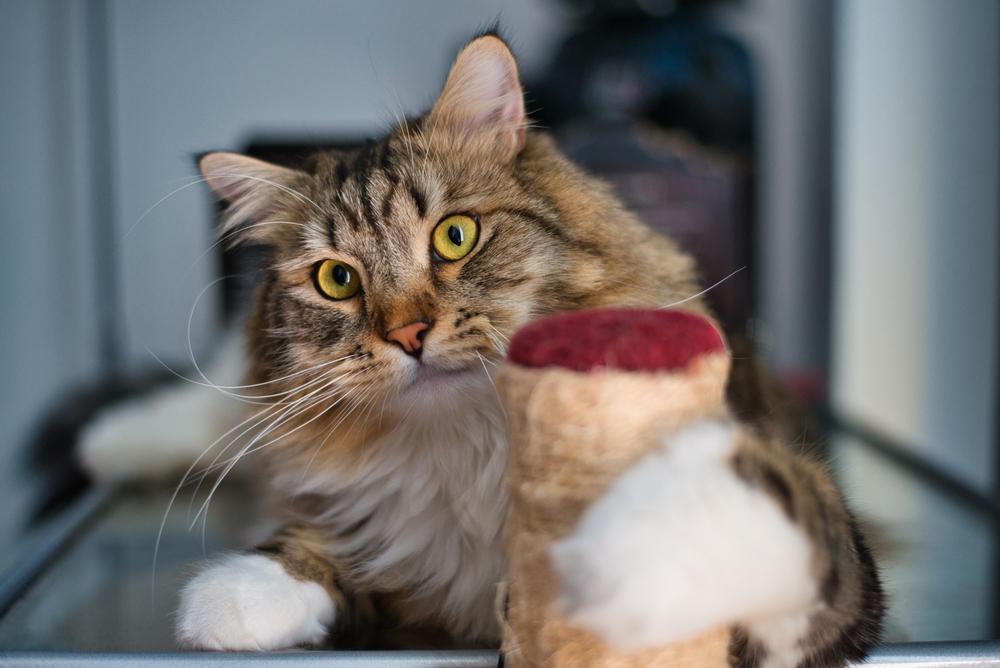 Рейтинг самых спокойных пород кошек: сибирская кошка