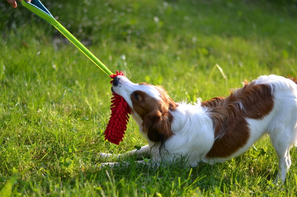 Коикерхондье любит детей