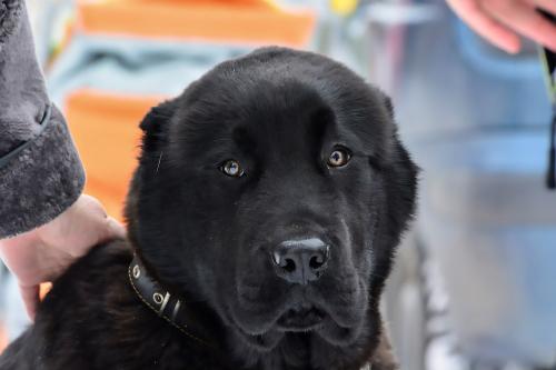 Как разводят черных алабаев?