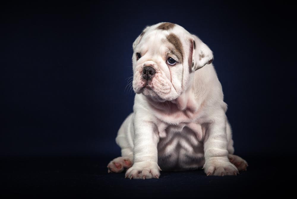 Щенок английского бульдога Щенок английского бульдога