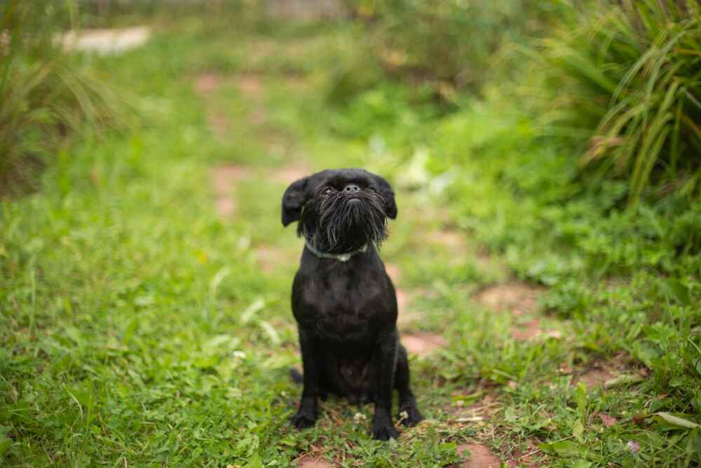 Владелец гриффона способен влиять на то, сколько проживет его гриффон