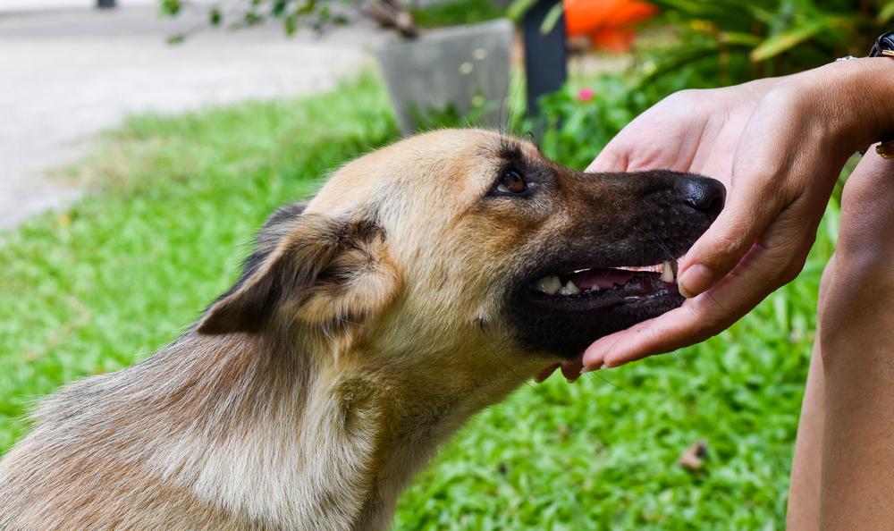 профилактика абсцесса у собак профилактика абсцесса у собак