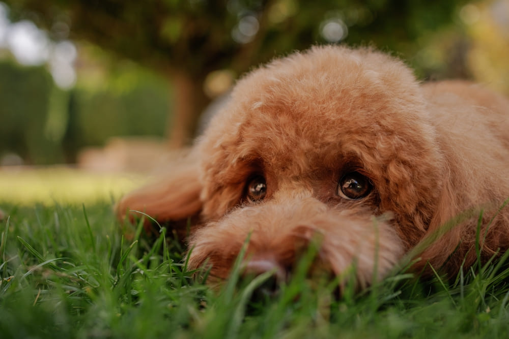 Течка у мальтипу имеет несколько стадий