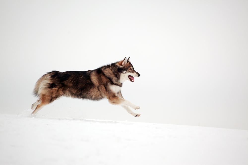 Уход и содержание утонагана