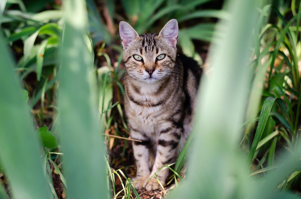 Самые неприхотливые породы кошек для квартиры: азиатская табби Самые неприхотливые породы кошек для квартиры: азиатская табби