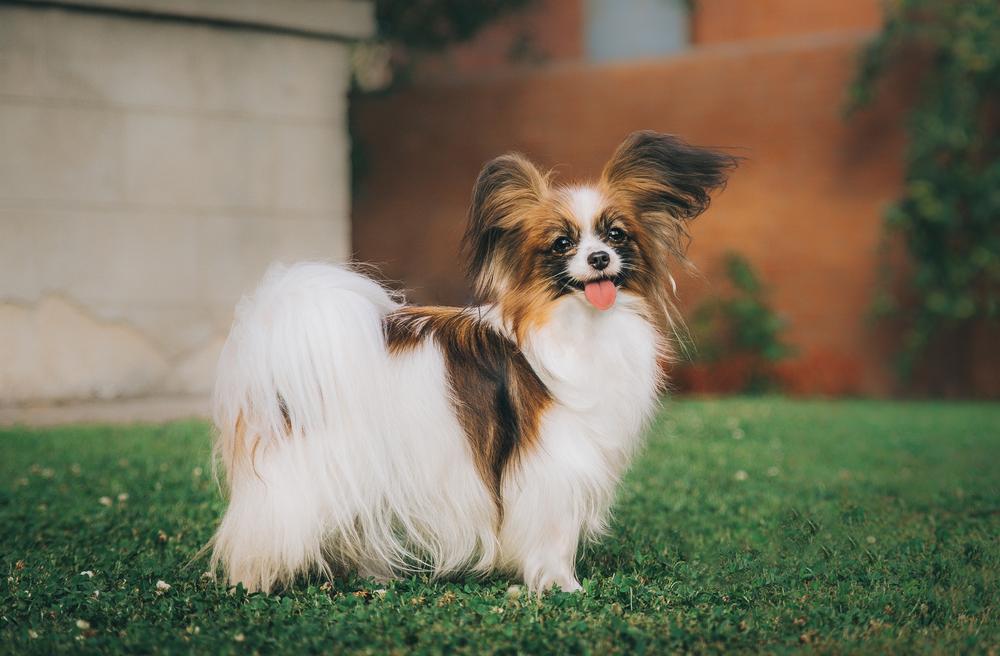 маленькие французские собаки: папильон.jpg маленькие французские собаки: папильон.jpg